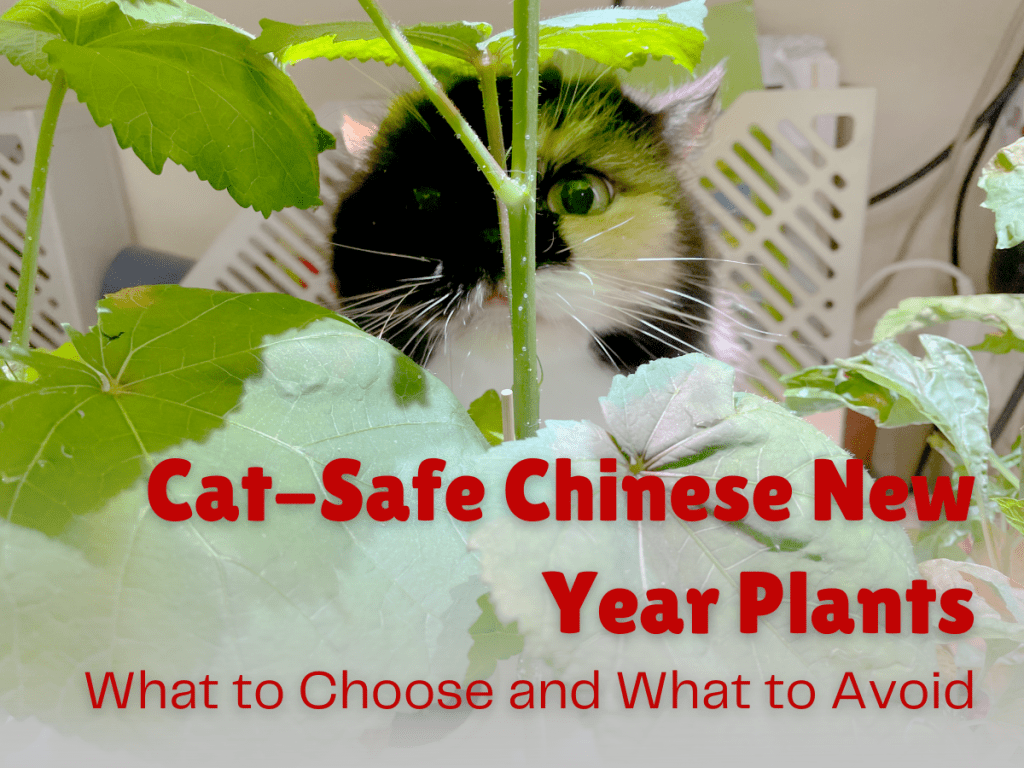 Cat-Safe Chinese New Year Plants: What to Choose and What to Avoid  Nana &  Chi